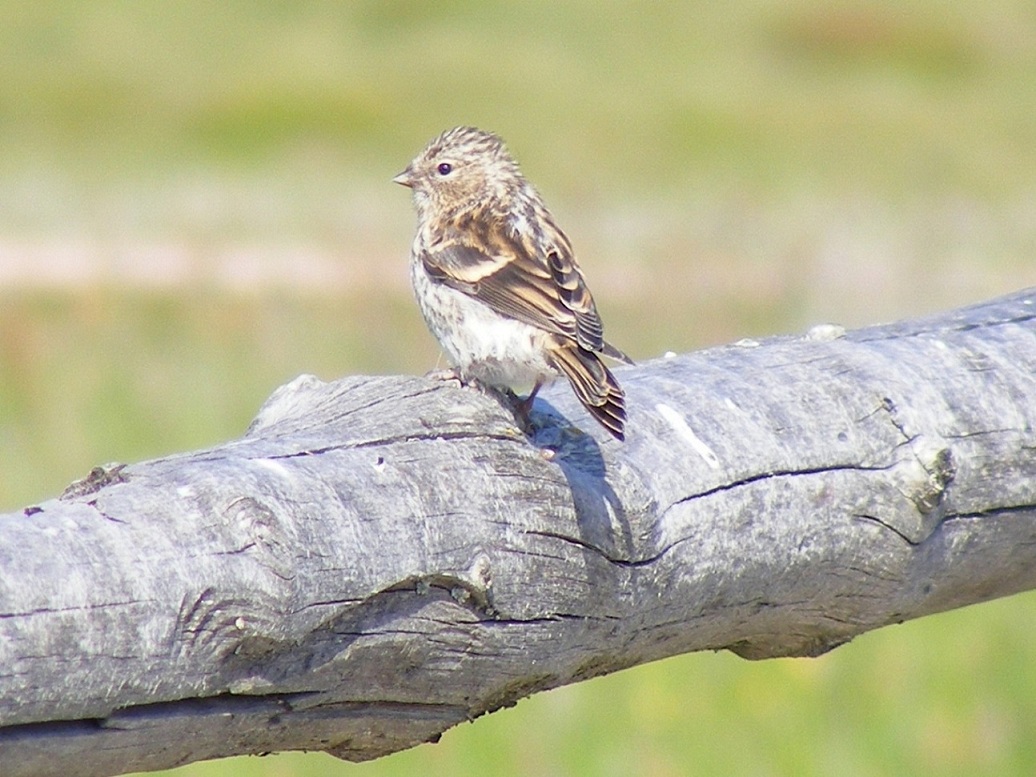 Organetto (Carduelis flammea), giovane